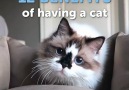 12 BENEFITS of having a cat