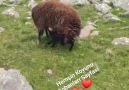 Benim anam benim anam Tüm Annelere... - Hemşin Koyunu Çobanları