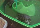 Benim kaplumbagalarım SonunDe Atlaya bildi :) xd