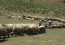 BEN KÖYÜME SEN SILANA GER DÖN... - Eski Türküler Piribeyli