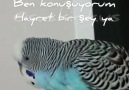 Ben kuşum konuşuyorum hayret birşey ya