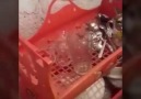 Ben Leyla geçik iki çocuk annesiyim çok... - Suruçun değerleri