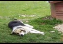 BEN SADECE BİR SOKAK KÖPEGİYİM...( bilinç adına paylaş )