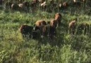 Beritan Müzik - Sen beni sözünde Durmaz mı sandin.