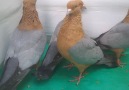 Berwick - Lofts Archangel & Gimpel Pigeons