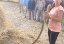 Best Action 9 - Awesome Brave Woman Catch 2 Big Snake Facebook