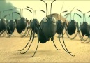 Best Animal Clip - Red Ant vs Black Ant War