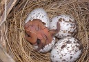 Best Birds TV - Best Birds TV - Cardinal Rule - Keep Egg Hatching Facebook