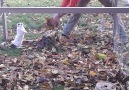 Best part of fall is playing in the leaves just ask this guy