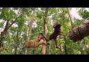 Best Scene of A Boy Kills A Tiger
