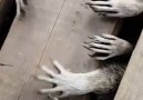 Beware The Spooky Raccoon Hands