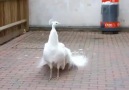 Beyaz Tavus Kuşunun Mükemmelliği..