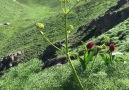 Beytüşşebap kato dağı. - Geliye Goyan- Uludere