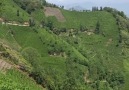 Bibak hele dağlara gene oldu yemyesil - Istanbul daki Çayelililer
