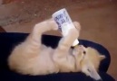 Biberonla süt içen kedi