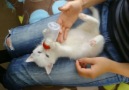 Biberonla Süt İçen Sevimli Yavru Kedi..