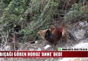 BIÇAĞI GÖREN HOROZ ANNE DEDİ