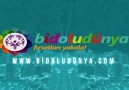 BİDOLUDÜNYA ünya.com