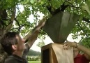 Bienen - Ein Volk und seine Königin 2 3 - YouTube