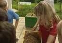 Bienen - Ein Volk und seine Königin 1 3 - YouTube