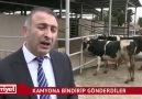 BİGA Belediyesi..Hollandadan alınan 40 ineği sınır dışı etti )