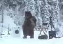 Big bear surprises crew on a shoot