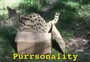 Big cats love boxes to