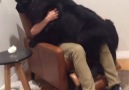 Big Dog Is Terrified Of Fireworks