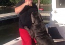 Big dog problems Subscribe I Love Dogs channel
