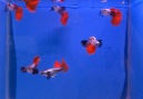 Big Ear Platinum Red Tail Dumbo Red Tail Guppy...