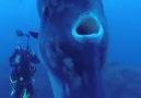 BIG Fish! This is a Mola Mola found near Santa Maria Island in Azores Portugal!
