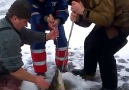 BIG FISH THROUGH THE ICE!!