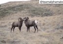 BigGame Forever - Sound onBighorns having some fun...