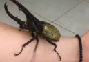 Biggest beetle Ive ever seen!Credit Viralvideouk