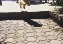 Big heckin jumpLike Animals Doing Things for more