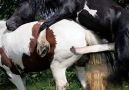 Big Horse mating - ANIMALS MATING