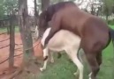 Big Horse mating litle donkey compilation
