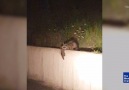 Big Raccoon Helps Little Raccoon Up Wall