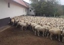 Bilal Caglar - Yakında türkiyedeler Insallah