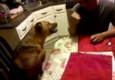 Bilek güreşi yapan çılgın köpek