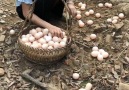 Bilgi Dünyası - Chicken eggs production Facebook