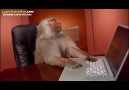 Bilgisayarı Bozulan Maymunun Dramı