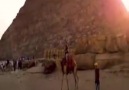 Bilim Dünyası - Mısır Piramitleri Facebook