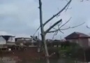 Bindi Dalı kesti ya la