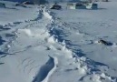 Bingöl karlıova kargapazar köyü yasin kardeşim kar çilesi
