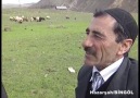 Bingöllü Çobanın koyunlarla imtihanıGerçek video