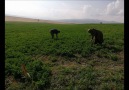 Bingöl Tarım - TARIMDA BU HAFTA