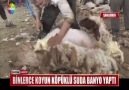 BİNLERCE KOYUN KÖPÜKLÜ SUDA BANYO YAPTI..