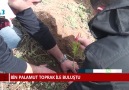 BİN PALAMUT TOPRAK İLE BULUŞTU