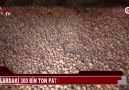 300 Bin Ton Patates Depolarda Çürüyor